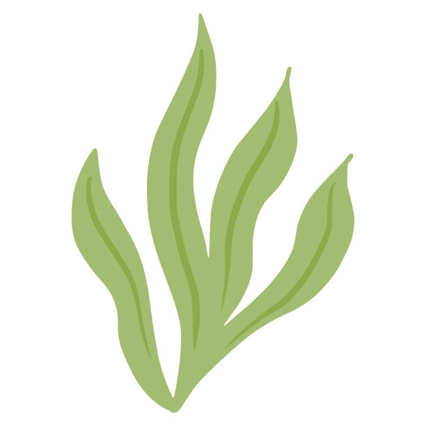 Ulva seaweed isolated on white background. Decorative symbol marine algae green color. Sketch in style doodle. Ulva seaweed isolated on white background. Decorative symbol marine algae green color. Sketch in style doodle vector illustration. green algae stock illustrations