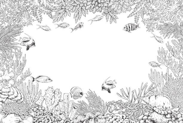podwodne tło z koralowcami i rybami - great barrier reef stock illustrations