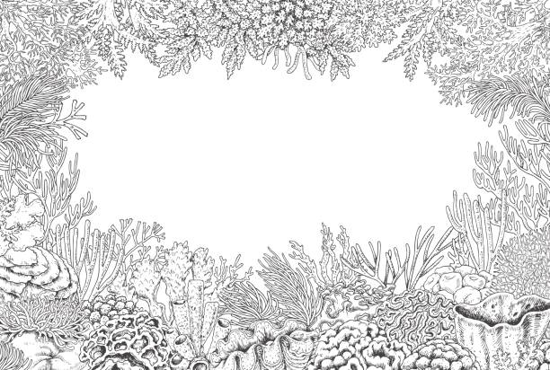 mercanlar ile sualtı arka plan - great barrier reef stock illustrations