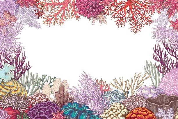 mercan ile sualtı arka plan - great barrier reef stock illustrations
