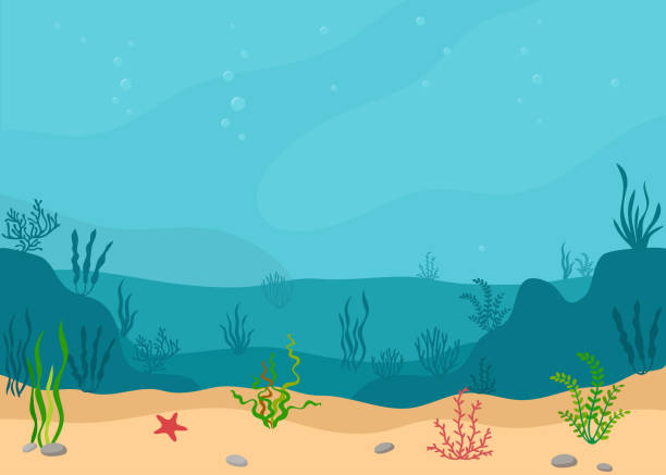 illustrations, cliparts, dessins animés et icônes de paysage sous-marin avec des algues. paysage marin panoramique. - fond marin