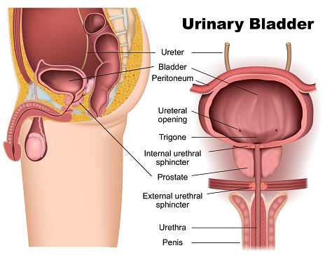 prostate anatomie 3d