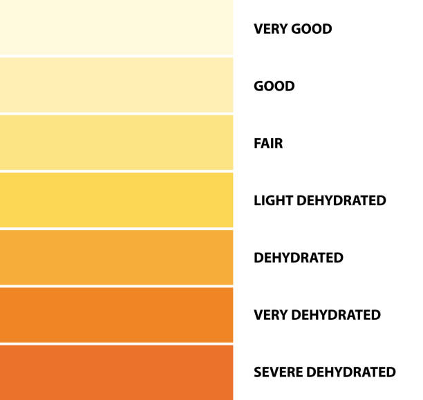 urine color dehydration urine color chart vector