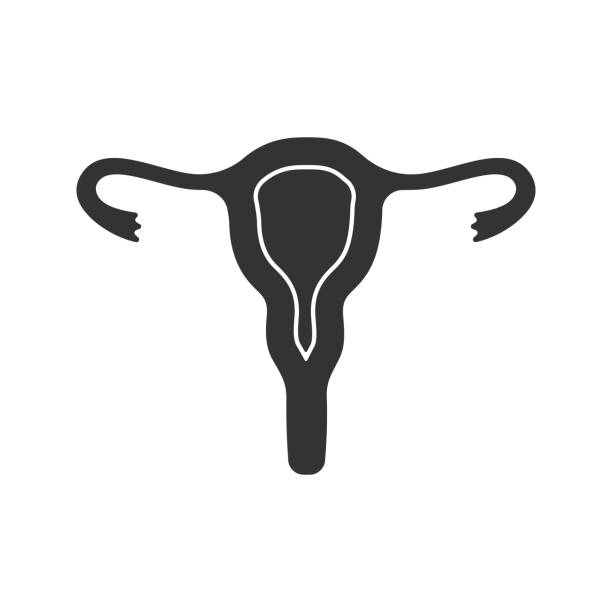матка, фаллопиевых труб и влагалище значок - female uterus anatomy silhouet...