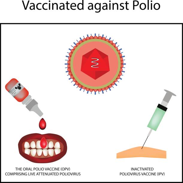 Vaccinations against poliomyelitis. World Polio Day. Inactivated poliomyelitis vaccine. The oral polio vaccine OPV. Injection with a syringe. Drops. Infographics. Vector illustration Vaccinations against poliomyelitis. World Polio Day. Inactivated poliomyelitis vaccine. The oral polio vaccine OPV. Injection with a syringe. Drops. Infographics. Vector illustration. polio stock illustrations
