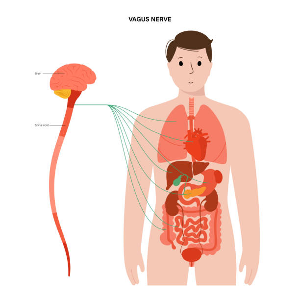 Vagus nerve diagram Vagus nerve diagram. Parasympathetic and central nervous system function. Signals from brain to internal organs in the human body. Spinal cord and nerves connections flat medical vector illustration. vagus nerve stock illustrations