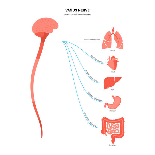 Vagus nerve diagram Vagus nerve diagram. Parasympathetic and central nervous system function. Signals from brain to internal organs in the human body. Spinal cord and nerves connections flat medical vector illustration. vagus nerve stock illustrations
