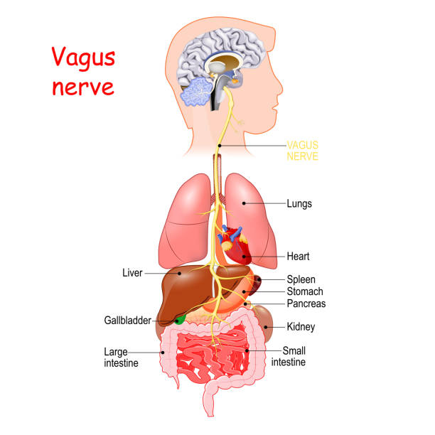 vagus nerve vagus nerve interfaces with the parasympathetic control of the heart, lungs, and digestive tract. longest nerve of the autonomic nervous system human nervous system stock illustrations