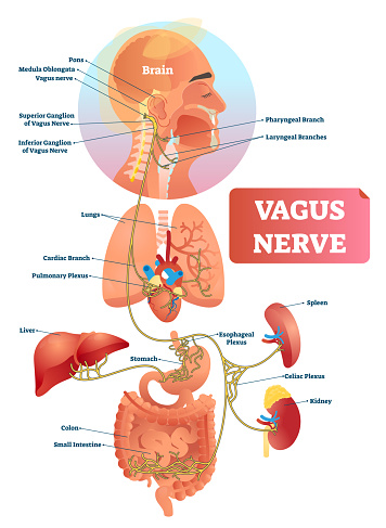 Vagus nerve vector illustration. Labeled anatomical structure scheme and location diagram of human body longest nerve. Infographic with isolated ganglion, branches and plexus. Inner biological ANS.