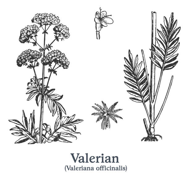 illustrations, cliparts, dessins animés et icônes de valériane. plante dessinée à la main vectorielle. croquis de plante médicinale de cru. - valeriane