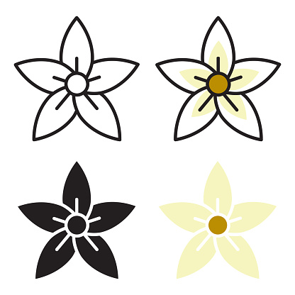 Vanilla flower. A plant, preparations from which are used as an essential oil aromatic agent. Vector illustration isolated on a white background for design and web.