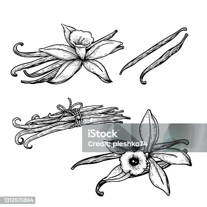 istock Vanilla flowers and beans set. Hand drawn sketch style vanilla aroma pods. Culinary and aroma needs drawings. Vector illustrations isolated on white background. 1312070864