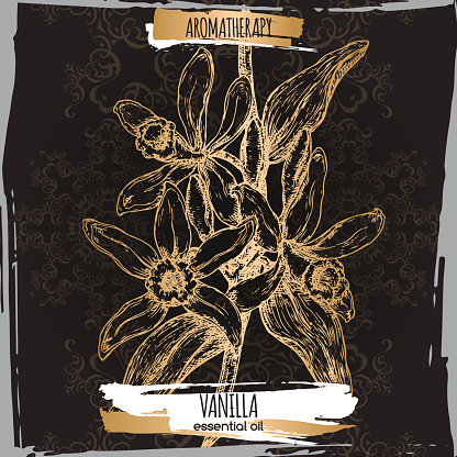 Vanilla vector hand drawn sketch on black lace background.
