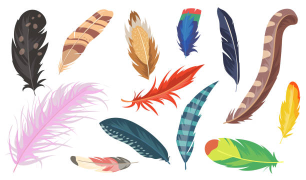 Variety of colorful feathers flat item set Variety of colorful feathers flat item set. Cartoon shiny ostrich, pheasant and parrot isolated vector illustration collection. Bird feather and decoration concept bristle animal part stock illustrations