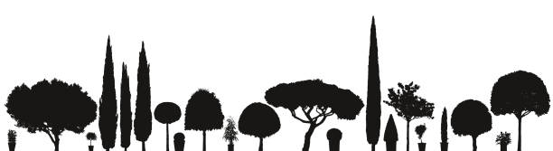stockillustraties, clipart, cartoons en iconen met verscheidenheid aan vector bomen en planten - cipres