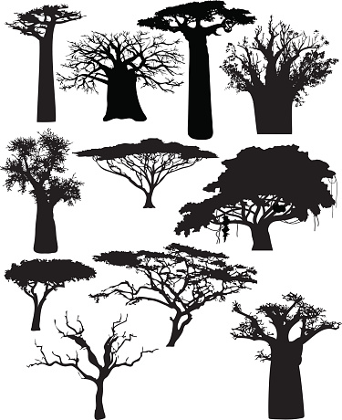 Various African trees and bushes