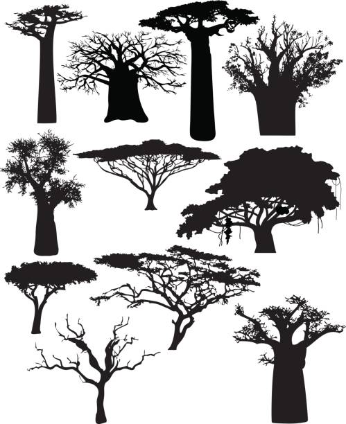 Various African trees and bushes vector art illustration