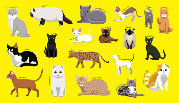 różne rasy kotów z nazwą cartoon character set 1 - bengals stock illustrations
