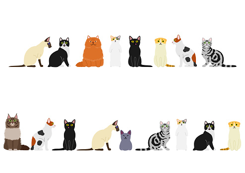 various cats border set