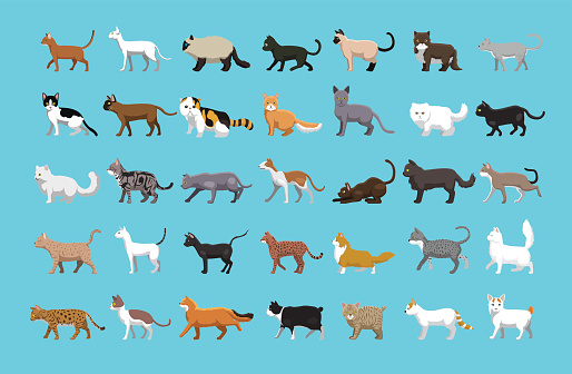 Various Cats Side View Cartoon Vector Illustration