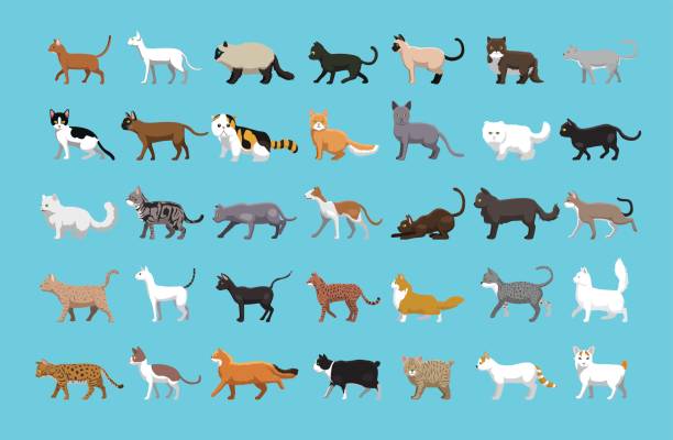 ilustraciones, imágenes clip art, dibujos animados e iconos de stock de varios gatos laterales ver cartoon vector ilustración - bengals
