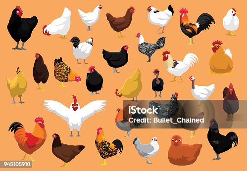 istock Various Chicken Breeds Poultry Cartoon Vector Illustration 945105910