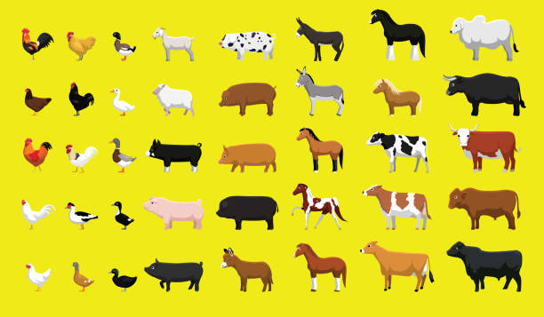 Various Farm Animals Side View Cartoon Vector Illustration Set Animal Cartoon EPS10 File Format farm animals stock illustrations