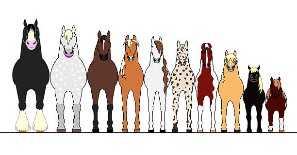 stockillustraties, clipart, cartoons en iconen met various horses lining up in height order - ijslandse paarden