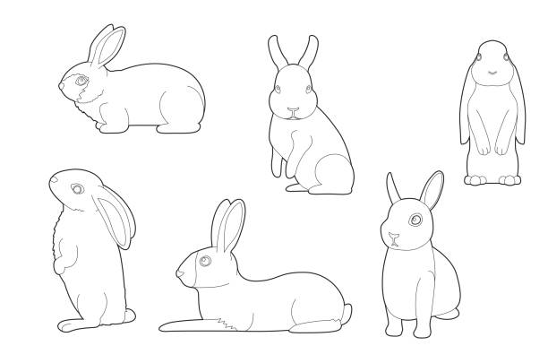 bildbanksillustrationer, clip art samt tecknat material och ikoner med olika kanin tecknad vektor målarbok - dwarf rabbit isolated