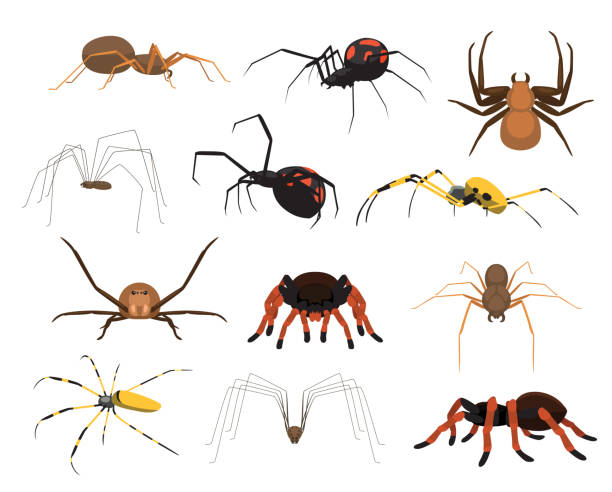 Various Spider Species Poses Cartoon Vector Illustration Animal Cartoon EPS10 File Format cute spider stock illustrations