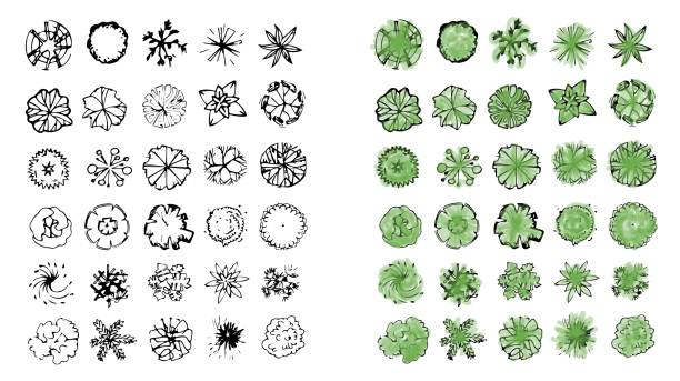 Various trees, bushes and shrubs, top view for landscape design plan. Vector illustration, isolated on white background. Various green trees, bushes and shrubs, top view for landscape design plan. Vector illustration, isolated on white background. landscape scenery designs stock illustrations