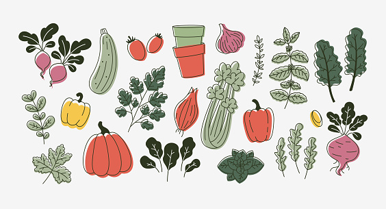 Various vegetables collection. Linear flat graphic. Healthy food design. Vector illustration