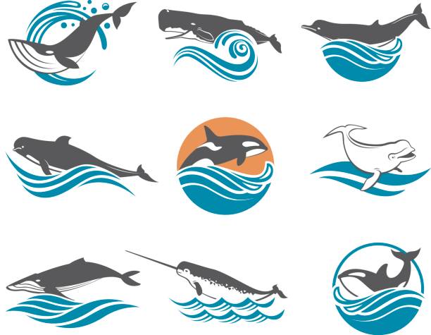 illustrations, cliparts, dessins animés et icônes de divers ensemble de baleines - beluga