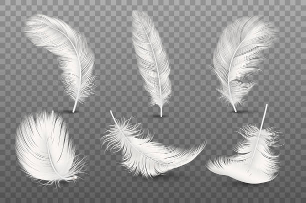 Vector 3d Realistic Different Falling White Fluffy Twirled Feather Set Closeup Isolated on Transparency Grid Background. Design Template, Clipart of Angel or Bird Detailed Feather in Various Shapes Vector 3d Realistic Different Falling White Fluffy Twirled Feather Set Closeup Isolated on Transparency Grid Background. Design Template, Clipart of Angel or Bird Detailed Feather in Various Shapes. feather stock illustrations