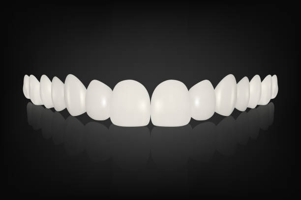Vector 3d Realistic Render White Denture Set Closeup Isolated. Dentistry and Orthodontics Design. Human Teeth for Medical and Toothpaste Concept. Healthy Oral Hygiene, Jaw Prosthesis, Veneers Vector 3d Realistic Render White Denture Set Closeup Isolated. Dentistry and Orthodontics Design. Human Teeth for Medical and Toothpaste Concept. Healthy Oral Hygiene, Jaw Prosthesis, Veneers animal teeth stock illustrations