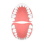Vector 3d Realistic Teeth, Upper and Lower Adult Jaw, Top View. Anatomy Concept. Orthodontist Human Teeth Scheme. Medical Oral Health. Design Template of Tooth Prosthetics, Periodontal Disease Gums, Veneers.