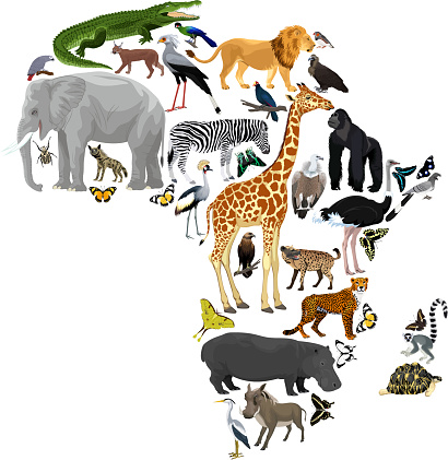 Vector Africa fauna map, flat elements. Animals, birds, reptiles, insects big set. Geography infographic illustration