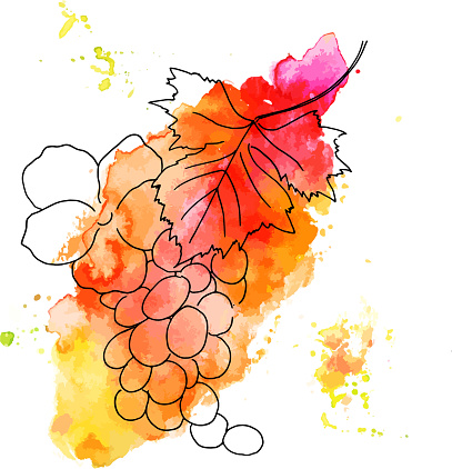 Vector and watercolor grape vine with rose on white