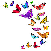 Vector background with flying butterflies. Flow wild butterflies and illustration summer butterfly with color wing