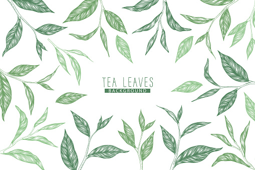 Vector background with green hand drawn tea leaves and branches isolated on white background. Engraved style design for print, invitation, brochure, card, wallpaper, packaging