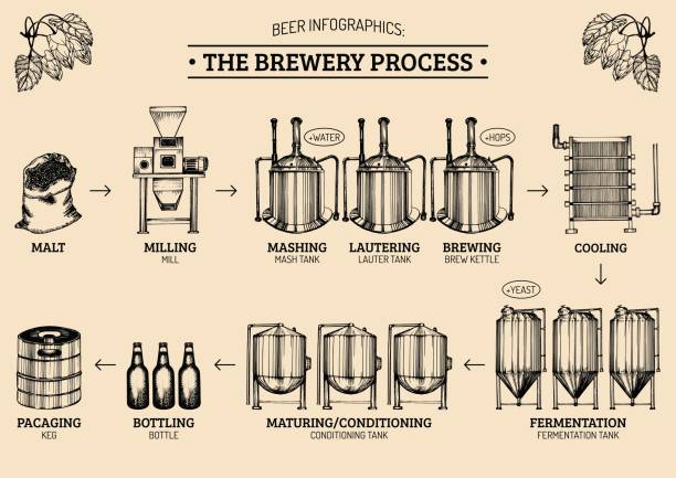 Vector beer infographics with illustrations of brewery process. Ale producing design. Lager production sketched scheme. Vector beer infographics with illustrations of brewery process. Ale producing design. Lager production hand sketched scheme. fermenting stock illustrations