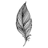 Vector bird feather from wing isolated. Black and white engraved ink art. Isolated feather illustration element on white background.