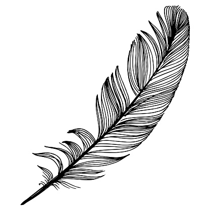 Vector bird feather from wing isolated. Black and white engraved ink art. Isolated feather illustration element.
