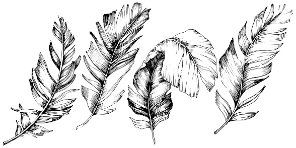 Vector bird feather from wing isolated. Isolated illustration element. Vector feather for background, texture, wrapper pattern, frame or border. Black and white engraved ink art.