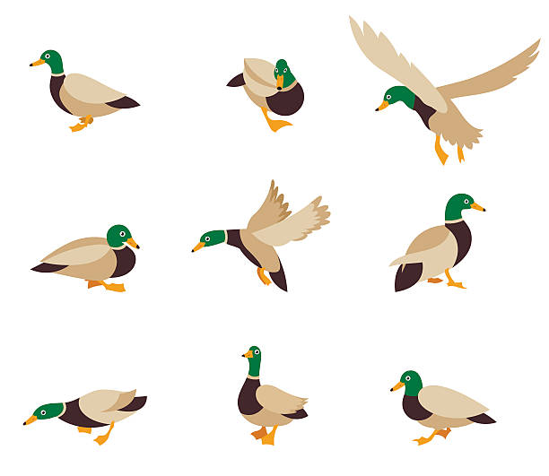Duck Pond Vector Art Graphics Freevector Com
