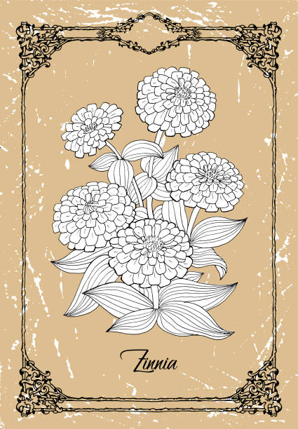 Vector black and white drawing of Zinnia flower on texture background Vector black and white drawing of Zinnia flower on texture background. Vintage botanical illustration with floral element and nature object in frame, line art graphic drawing. See my full collection of flowers. zinnia stock illustrations