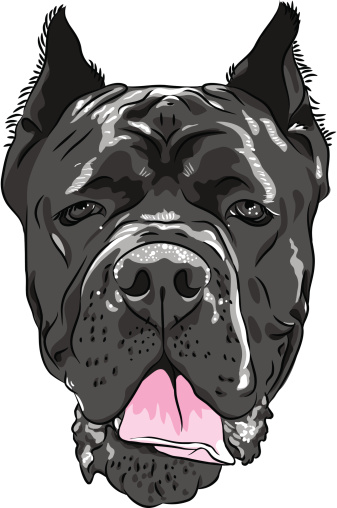 vector black Cane Corso, Italian breed of dog