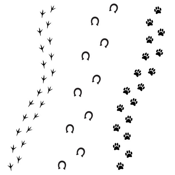 Vector black foot prints of dog horse and bird Vector black foot prints of dog horse and bird isolated on white background horse hoof prints stock illustrations