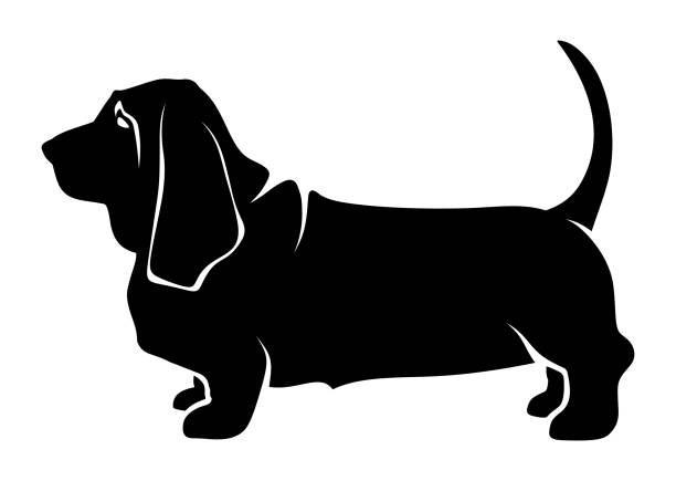 Vector black silhouette of a basset hound dog. Vector black silhouette of a standing basset hound dog isolated on a white background. basset hound stock illustrations