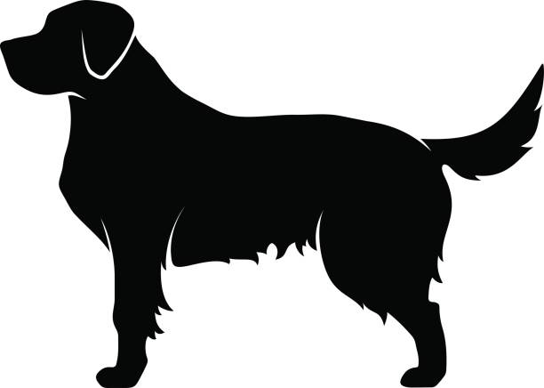 ilustrações de stock, clip art, desenhos animados e ícones de vector black silhouette of a dog. - golden retriever